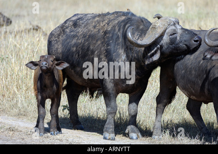 Buffalo-jungen, ein Kaffernbüffel Cub mit seinen Eltern, Masai Mara, Kenia Stockfoto