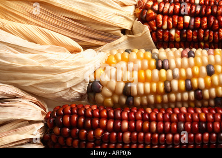 Symbol der Rückgang der Ernte, Mais Stockfoto