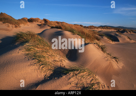 USA, Oregon Dunes National Recreation Area Stockfoto