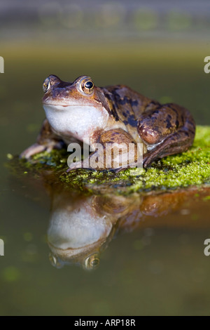 gemeinsamen Frosch Rana Temporaria auf einem Stein Stockfoto