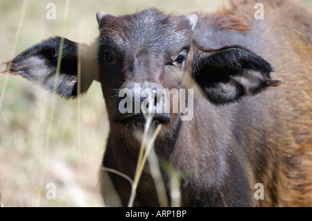 Buffalo-jungen, ein Porträt von einem Kaffernbüffel Kalb, Masai Mara, Kenia Stockfoto