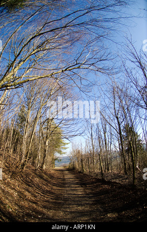 Frühling an der North Downs Way Surrey england Stockfoto