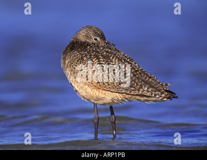 Marmorierte Uferschnepfe ruhen Stockfoto