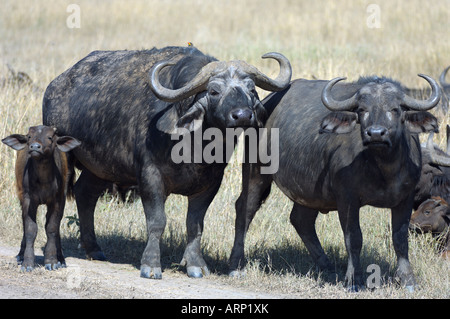 Buffalo-jungen, ein Kaffernbüffel Cub mit seinen Eltern, Masai Mara, Kenia Stockfoto