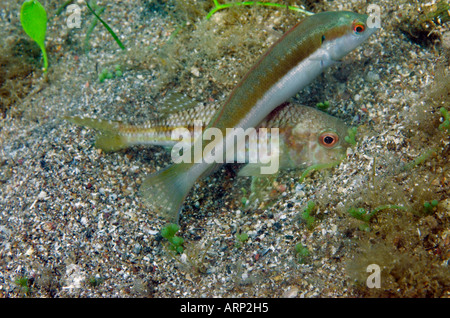 Gestreifte Meerbarbe Mullus Surmuletus auf der Suche nach Beute begraben im Sand Regenbogen Lippfische Coris Julis Fetzen warten Stockfoto