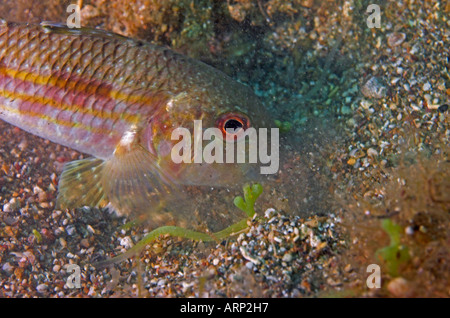 Gestreifte Meerbarbe Mullus Surmuletus auf der Suche nach Beute im Sand begraben Stockfoto