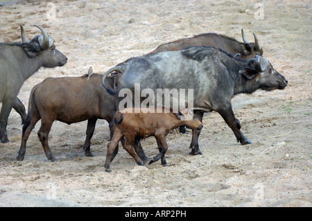 Buffalo-jungen, eine Herde von Kap Büffel mit jungen, Masai Mara, Kenia Stockfoto