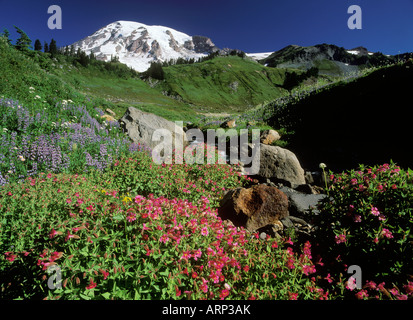 USA, Washington State, Mount Rainier, Wild flowers with creek on an alpine meadow with Mount Rainier beyond. Stockfoto