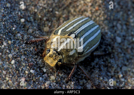 Nahaufnahme eines zehn gesäumten Juni Käfers (Zirkus Käfer) gefunden in den Sand der Great Sand Dunes National Park in Colorado Stockfoto