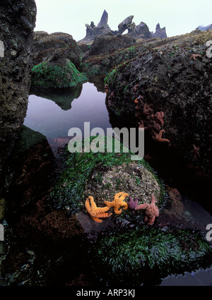USA, Washington State, Olympic Halbinsel Nation Park, Gezeitentümpel mit Seesternen auf Shi Shi Beach. Stockfoto