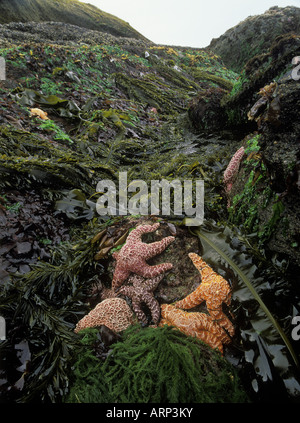 USA, Washington State, Olympic Nationalpark, Shi Shi Beach Gezeitenzone Leben bei Ebbe Stockfoto
