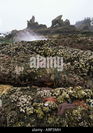 USA, Washington State, Olympic Nationalpark, Shi Shi Beach Gezeitenzone Leben bei Ebbe Stockfoto