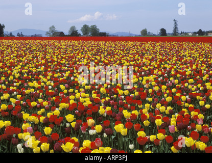 USA, Washington State, Skagit Valley, in der Nähe von Mt. Vernon und Laconner, Tulpenfelder im Frühjahr Stockfoto