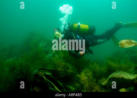 Ein Taucher schwimmen über den Kelpwald in der Bretagne Stockfoto
