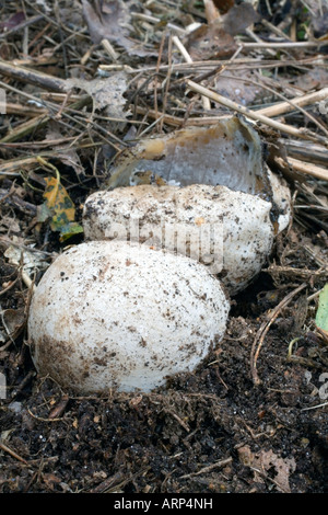 gemeinsamen Stinkmorchel Phallus Impudicus Ei Stockfoto