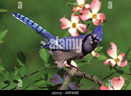 Blue Jay thront im Hartriegel Blüten Stockfoto