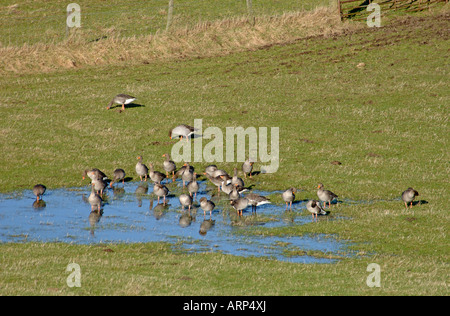 Wildgänse trinken in einem Pool Insh Sümpfe RSPB Bird Reserve Badenoch und Strathspey Stockfoto