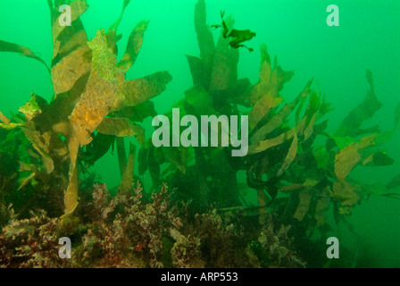 Unterwasser Kelpwald in Brittany France Stockfoto