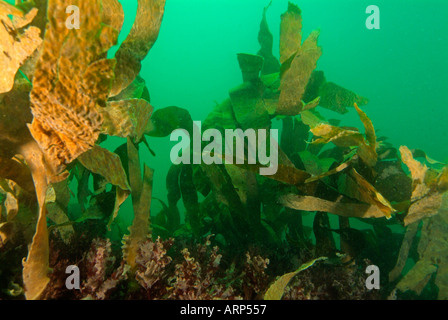 Unterwasser Kelpwald in Brittany France Stockfoto