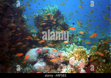 Ras Mohammed Nationalpark, Ägypten. Orange Lyeinzelhandel Anthias sammelte sich um den Korallenausbiss des Shark Reef im Roten Meer. Stockfoto