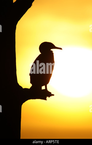 Doppelte crested Kormoran bei Sonnenuntergang - vertikal Stockfoto