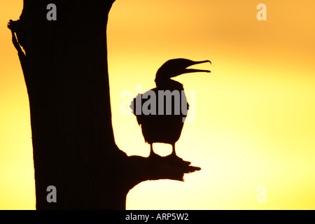 Doppelte Crested Kormoran singen - Silhouette bei Sonnenuntergang Stockfoto