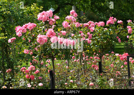 Rosa Anna Livia KORMETTER Stockfoto