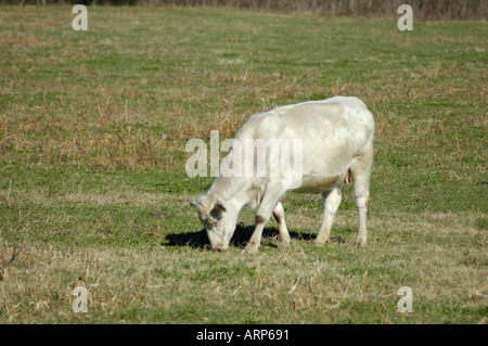 Weiße Rinder im Norden Georgiens Hügeln der USA Stockfoto