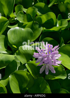 Wasserhyazinthe (eichhornia crassipes) Stockfoto