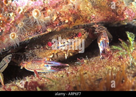 Teufel-Krabbe, die versteckt in den Felsen in der Bretagne Stockfoto