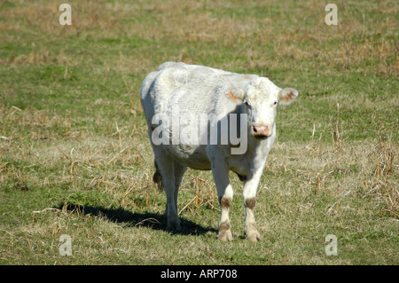 Weiße Rinder im Norden Georgiens Hügeln der USA Stockfoto