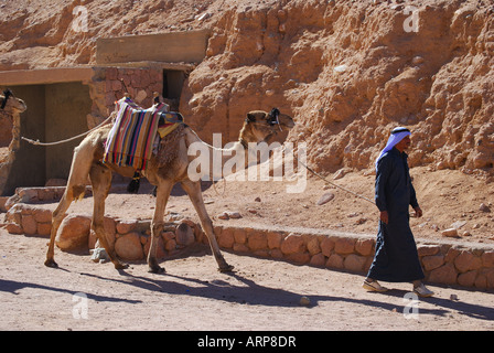 lokale arabische Mann führenden Kamele, St. Catherines Kloster, Sinai-Halbinsel, Ägypten Stockfoto