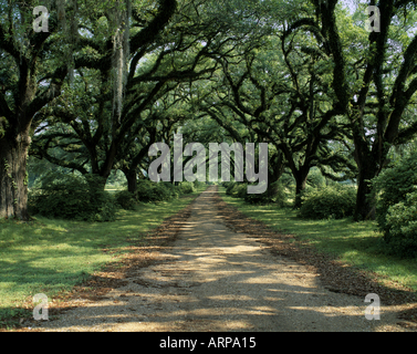 Die Eichen Eichen Allee gepflanzt 1888 West Feliciana Parrish St. Francisville Louisiana Stockfoto