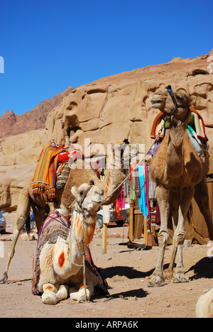 Kamele, ruhen, Handwerksarbeiten Kloster, Sinai-Halbinsel, Ägypten Stockfoto