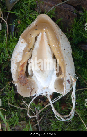 gemeinsamen Stinkmorchel Phallus Impudicus Ei Stockfoto