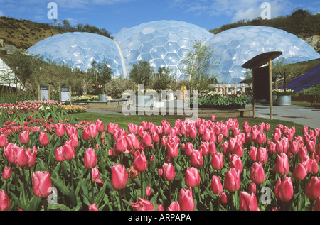 Eine fabelhafte Anzeige von Tulpen und anderen Blumen im Frühjahr auf das Eden Project in Cornwall UK Stockfoto