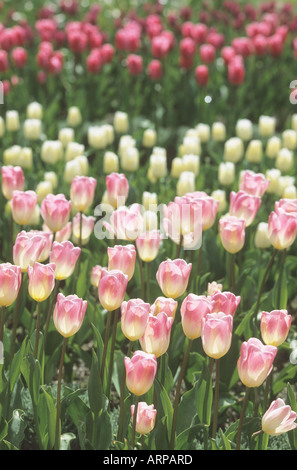 Eine fabelhafte Anzeige von Tulpen und anderen Blumen im Frühjahr auf das Eden Project in Cornwall UK Stockfoto