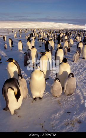 Kaiserpinguine, Dawson-Lambton-Gletscher Stockfoto