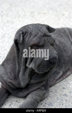 Shar-Pei Hund Stockfoto