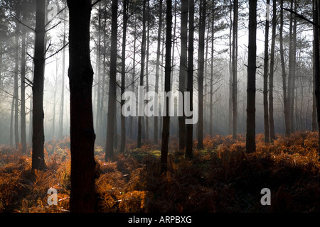 Sonnenlicht bricht durch den frühen Morgennebel in einem Kiefernwald Stockfoto