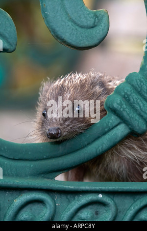 Igel Erinaceus Europaeus auf einer Gartenbank in einem Igel-Krankenhaus-cornwall Stockfoto