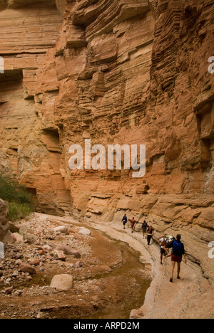 Wandern im Matkatamiba Canyon ein Seitencanyon auf dem Colorado River im Grand Canyon National Park Arizona Stockfoto