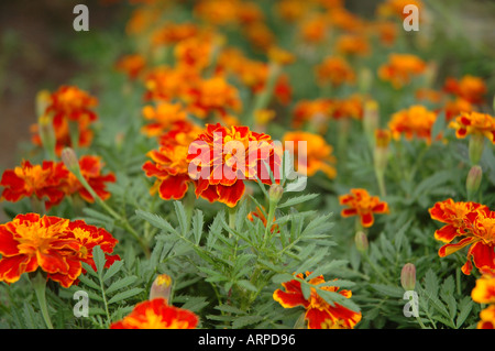 Französische Ringelblume Tagetes patula Stockfoto