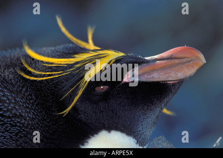 Makkaroni Penguin, Südgeorgien Südatlantik Stockfoto