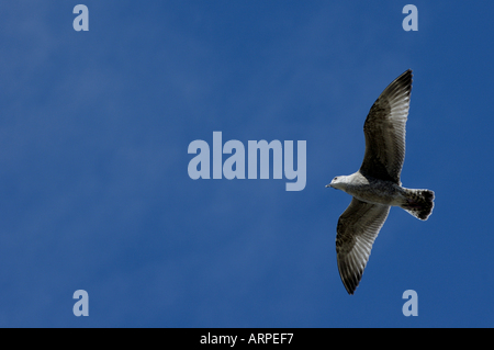 Einsame Möwe fliegen über einen blauen Himmel, Saint Malo, Bretagne, Frankreich. Stockfoto