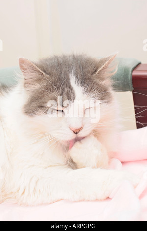 Porträt einer erwachsenen Frau flauschig weiß und grau Hauskatze (Felis catus), die ihre Pfote leckt Stockfoto