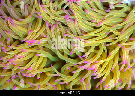 Snakelocks Anemone Anemonia sulcata Stockfoto