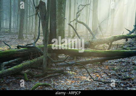 Strahlen des Sonnenlichts über Totholz auf Wald unten liegend Stockfoto