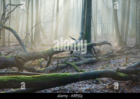 Strahlen von Ligth über Totholz auf Wald unten liegend Stockfoto
