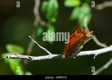 Schmetterling ruht auf Zweig, Flügel teilweise offen. Stockfoto